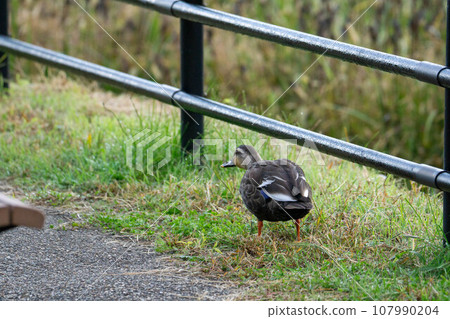duck in the pond in the park 107990204