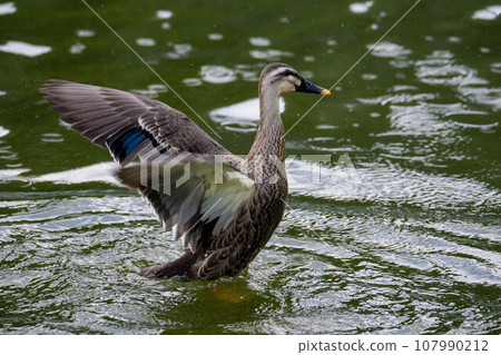 Cargamo swimming in the pond 107990212