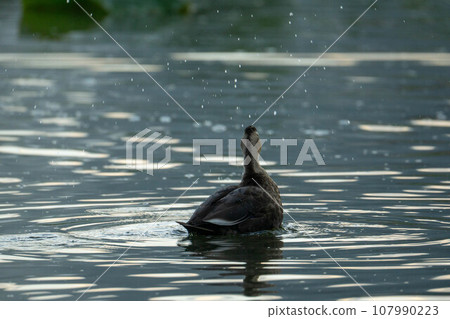 Cargamo swimming in the pond Cargamo swimming in the pond 107990223