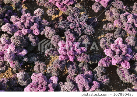 magenta leaf button 107990483