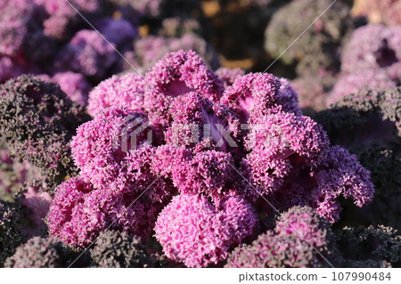 magenta leaf button magenta leaf button 107990484