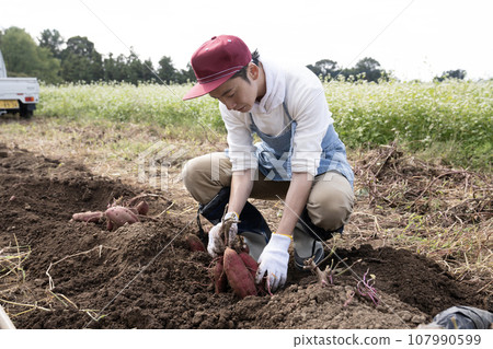 A man digging sweet potatoes in the field 107990599