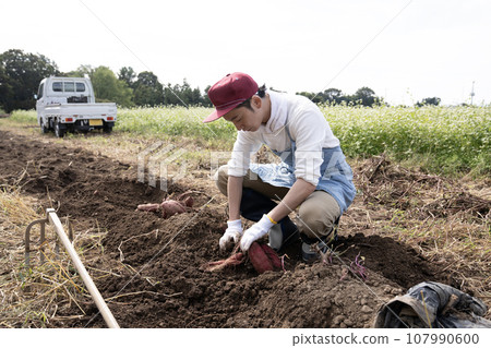 A man digging sweet potatoes in the field A man digging sweet potatoes in the field 107990600