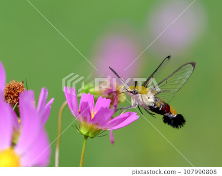 鷹蛾 x 宇宙 107990808