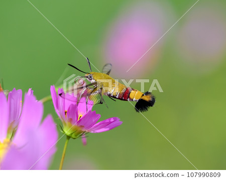 鷹蛾 x 宇宙 107990809