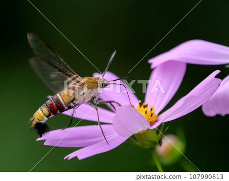 Hawk moth x cosmos 107990813