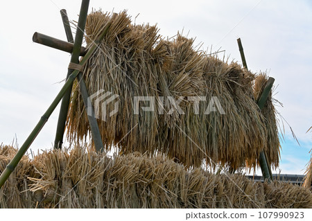 與米乾燥的風景 107990923