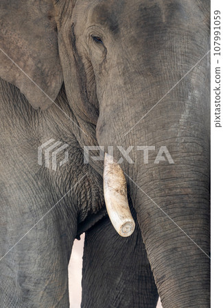 Domesticated Elephants in Captivity Domesticated Elephants in Captivity 107991059
