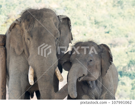 Domesticated Elephants in Captivity 107991062
