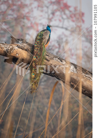 Peacock Perched on a Dead Log 107991105