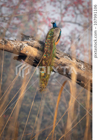 Peacock Perched on a Dead Log 107991106