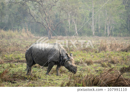Rhino in Grassland Rhino in Grassland 107991110