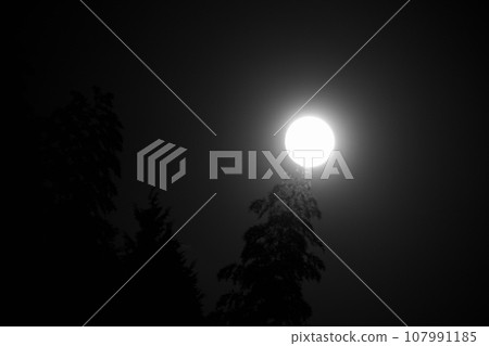 Black and white photo of a small moon in the autumn night sky illuminating a bamboo forest 107991185
