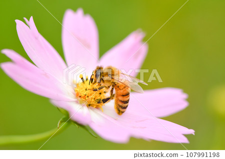 Honey bee x cosmos 107991198