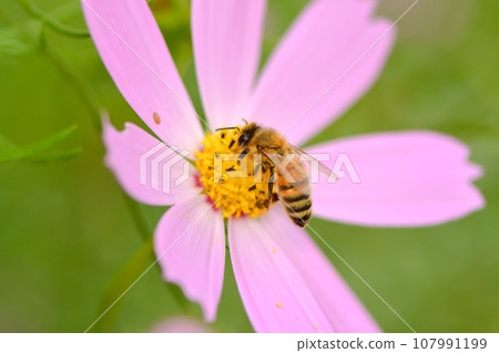 Honey bee x cosmos 107991199