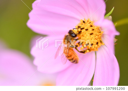 Honey bee x cosmos 107991200