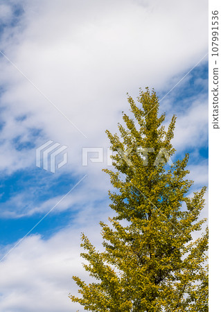 銀杏葉在藍天上伸展 107991536