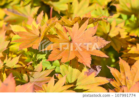 Autumn leaves maple leaves Autumn leaves maple leaves 107991774