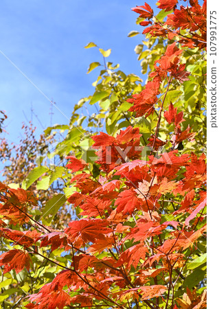Bright red autumn leaves against the blue sky 107991775