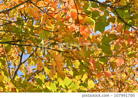 Autumn leaves trees leaves 107991780
