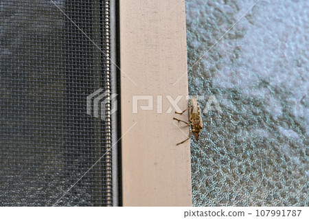 A stink bug perches on the sash of a house 107991787