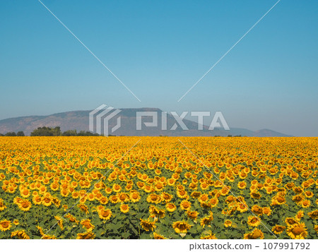 Lopburi sunflower field Lopburi sunflower field 107991792