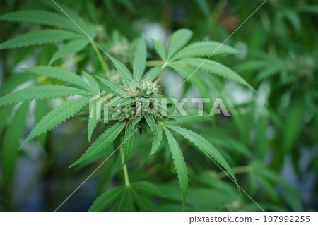 cannabis farm, organic planted flowers for medicinal purposes The leaves are boiled or cooked to add flavor. 107992255