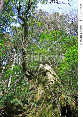 Yakusugi virgin forest, Jomonsugi trekking course 107992806