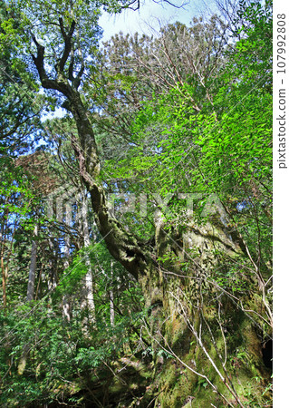 Yakusugi virgin forest, Jomonsugi trekking course 107992808