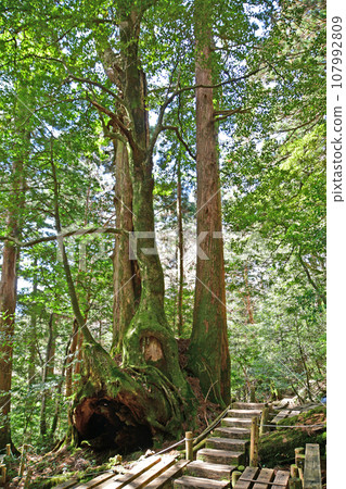 Yakusugi virgin forest, Jomonsugi trekking course 107992809