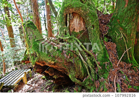 屋久杉原始森林、繩文杉徒步路線 107992816