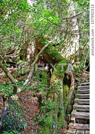 Yakusugi virgin forest, Jomonsugi trekking course Yakusugi virgin forest, Jomonsugi trekking course 107992818