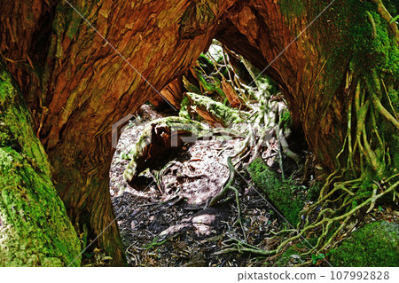 Yakusugi virgin forest, Jomonsugi trekking course 107992828