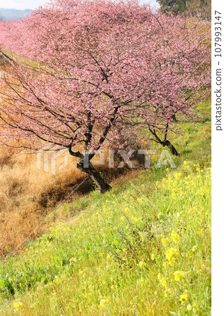 函南櫻花、函南町、河津櫻花、油菜花、柿澤川沿岸 107993147