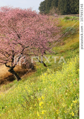 Kannami cherry blossoms, Kannami town, Kawazu cherry blossoms, rape blossoms, along the Kakizawa River 107993148