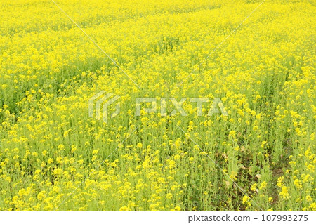 Field of rape blossoms, Minami Izu, Shimogamo Onsen, yellow flowers Field of rape blossoms, Minami Izu, Shimogamo Onsen, yellow flowers 107993275