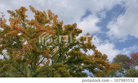 Autumn leaves 107993552