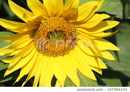 A small bee sucking nectar from a sunflower blooming in the autumn garden 107994244