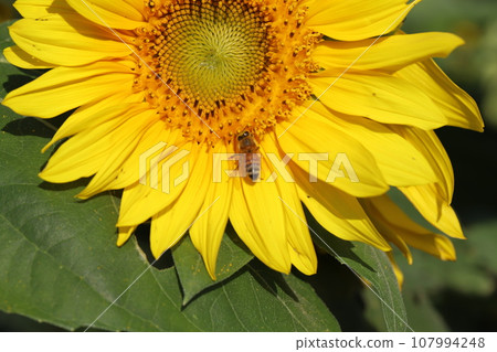 A small bee sucking nectar from a sunflower blooming in the autumn garden A small bee sucking nectar from a sunflower blooming in the autumn garden 107994248