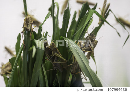 Brown migratory locust Brown migratory locust 107994686