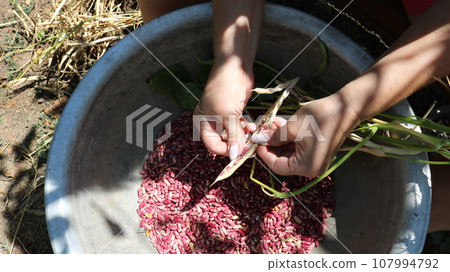 female hands clean red bean seeds from dry pods over a metal round basin in the garden in natural sunlight, manual processing of legume crops, harvesting ripened beans grown in the garden female hands clean red bean seeds from dry pods over a metal round basin in the garden in natural sunlight, manual processing of legume crops, harvesting ripened beans grown in the garden 107994792