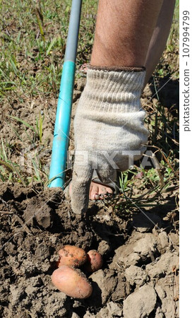 a hand in a fabric glove shows freshly dug potatoes next to a shovel stuck in the ground, vertical frame, hand digging potatoes in the garden in sunny weather 107994799