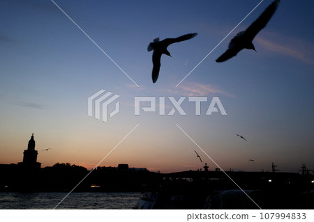 Seagulls fly against the sky. St. Petersburg Embankment 107994833