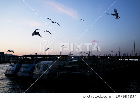 Seagulls fly against the sky. St. Petersburg Embankment Seagulls fly against the sky. St. Petersburg Embankment 107994834