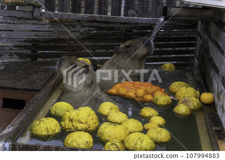 Capybara soaking in yuzu hot water 107994883