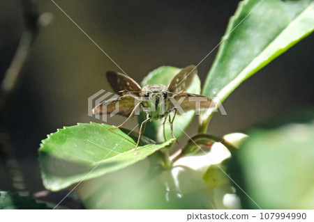 Staring at Ochabaneseseri Staring at Ochabaneseseri 107994990