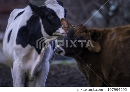 friendly calves friendly calves 107994993