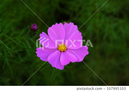 Pink cosmos close-up material Pink cosmos close-up material 107995103