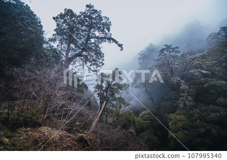 神木 神木 107995340