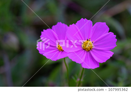 搭配柔和色彩的宇宙 107995362